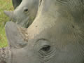 Muddy Rhino Close-up, The Waterberg, &copy;Sally Maamoun